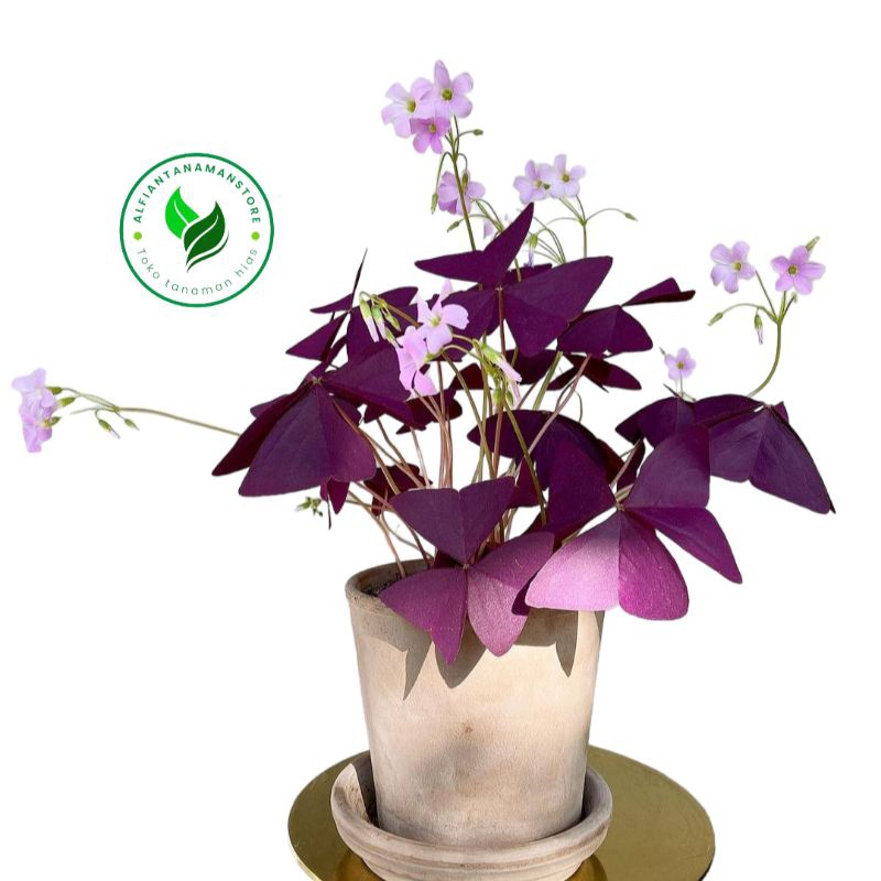 BISA COD tanaman hias oxalis triangularis ungu - tanaman gantung oxalis ungu
