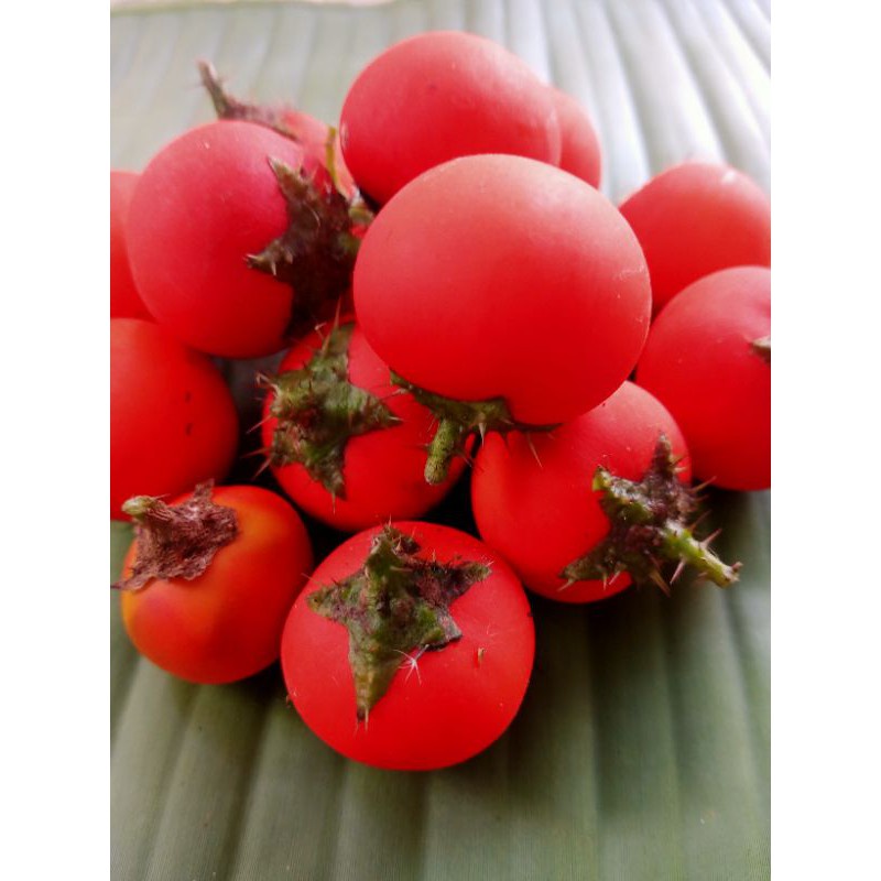 

Terong pari merah/terong hutan fresh 300 gram