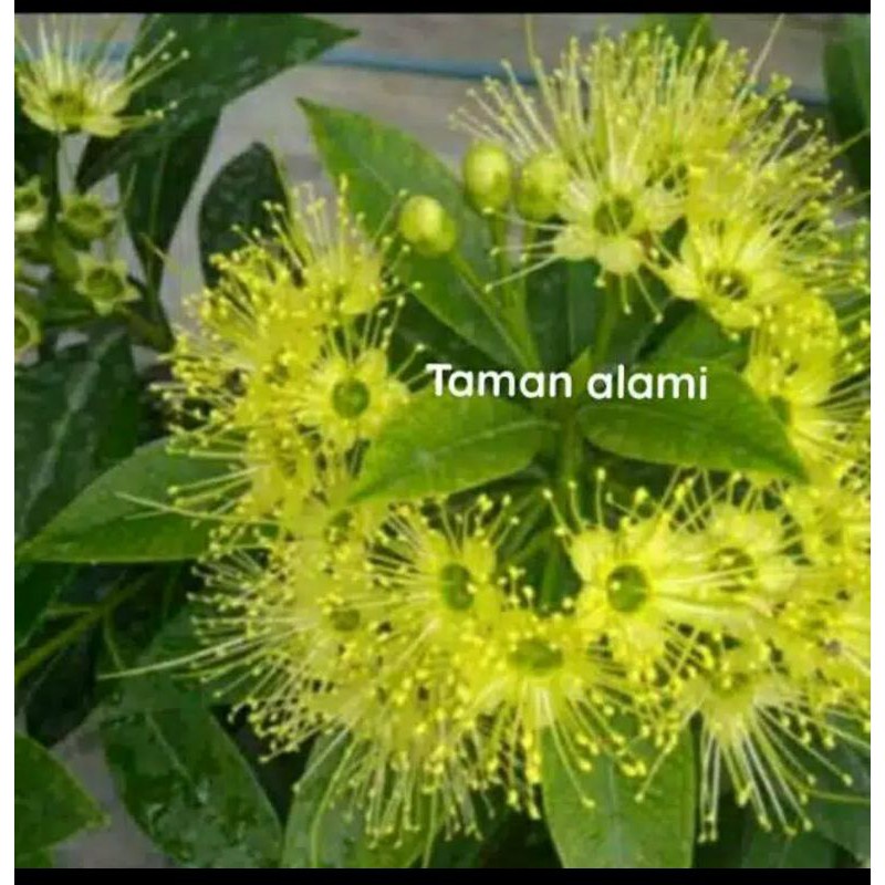 TERBARU  bunga santos lemon ( tinggi 50 cm -+ ) tanaman hias bunga santos lemon kuning