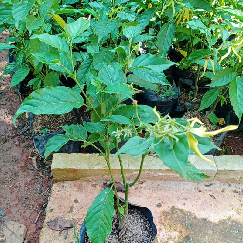 Tanaman Bunga Kenanga - Bunga Hias Hidup