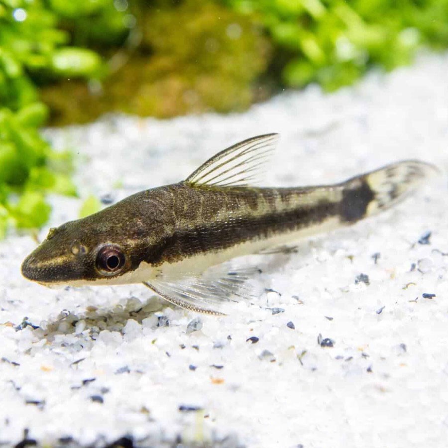 Otocinclus Affinis / Pemakan Alga / Ikan Hias Air Tawar