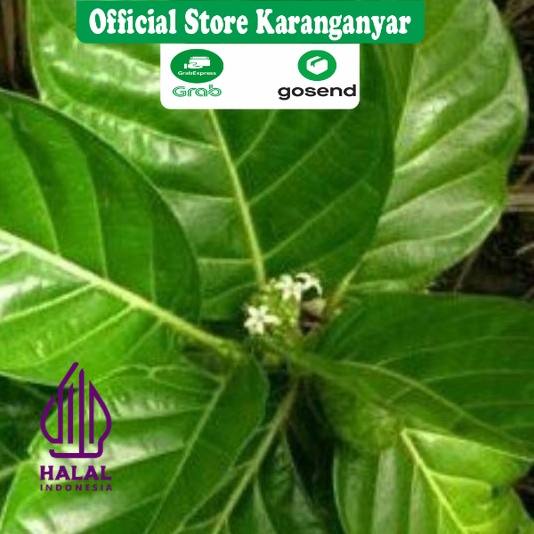 

DAUN MENGKUDU KERING 100 Gram / MURNI