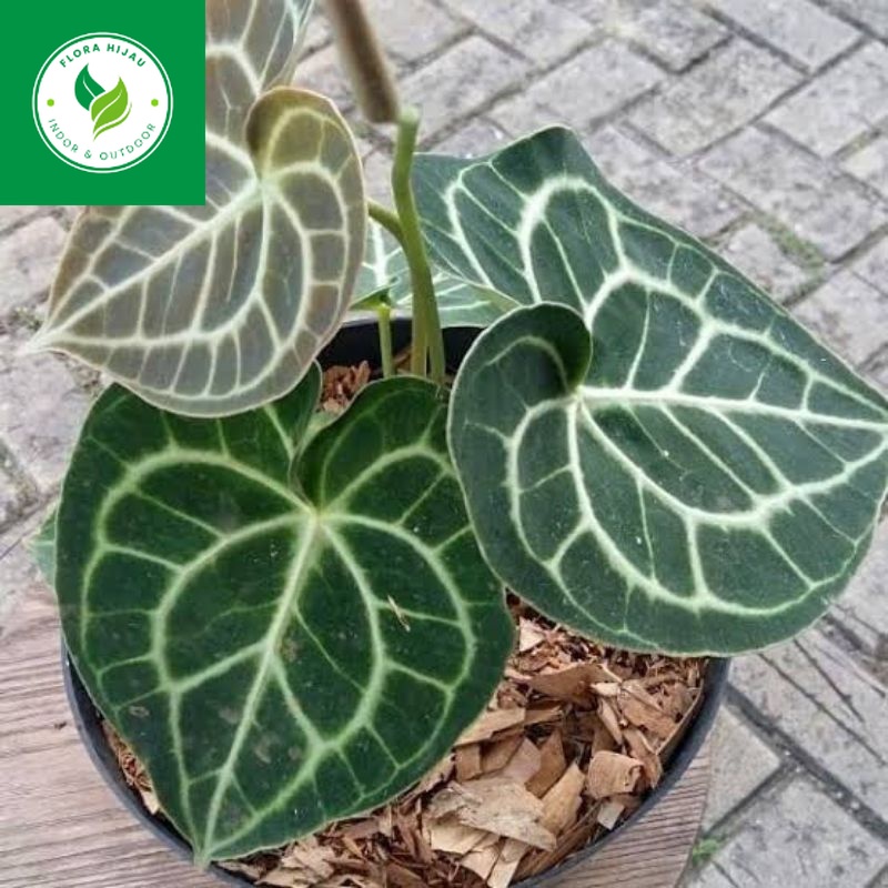 ~ ( BISA COD ) Tanaman Hias Anthurium Kuping Gajah Tarantula / Tanaman Indoor Anturium Tarantula Tan