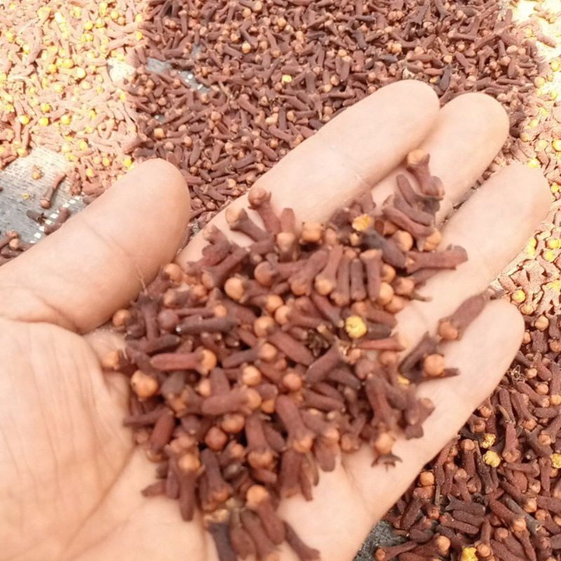 

Cengkeh/cengkih kering 50/100 gram