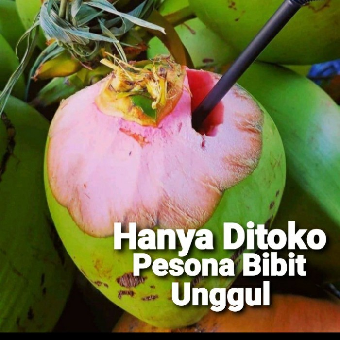 BIBIT KELAPA WULUNG SUPER/TANAMAN KELAPA IJO WULUNG ASLI 100%