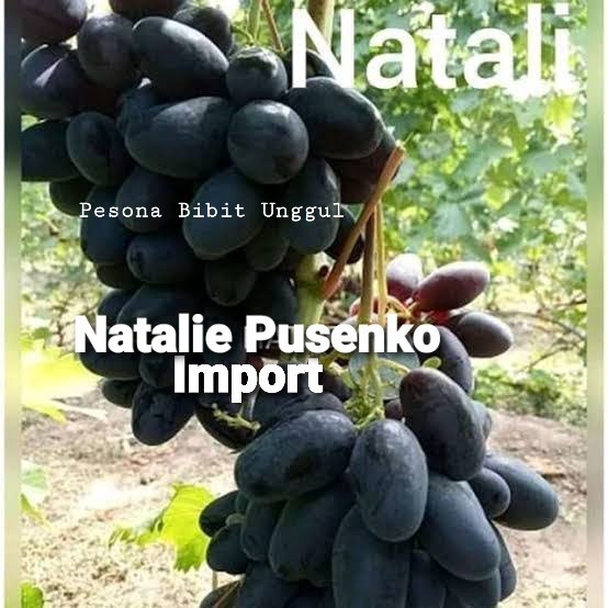 Bibit Anggur Import Natalie Pusenko Grafting | Anggur Kelas Ningrat