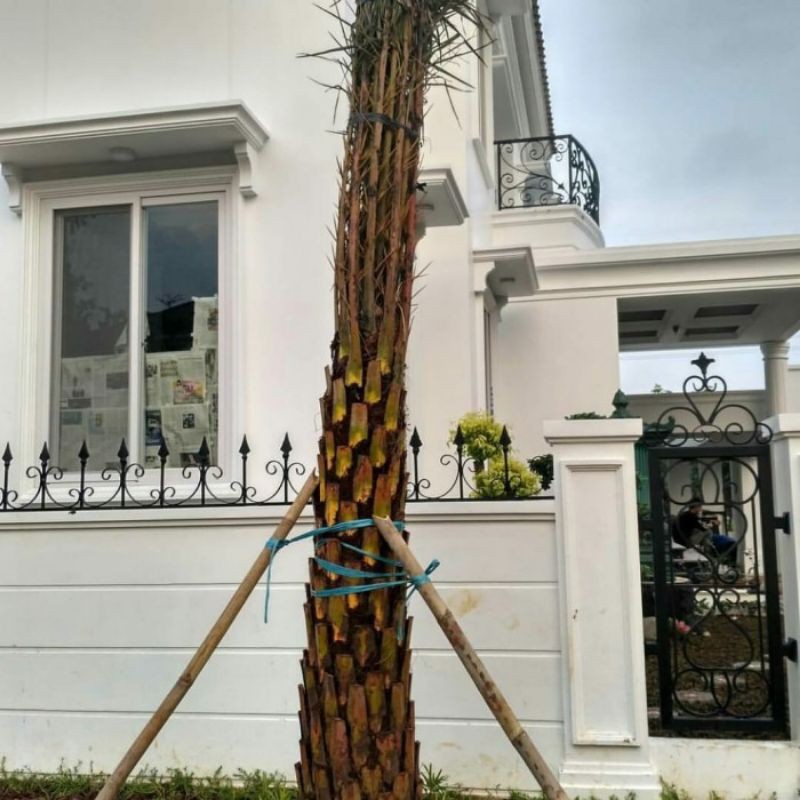 Pohon kurma dewasa/kurma azwa besar siap tanam seluruh Indonesia