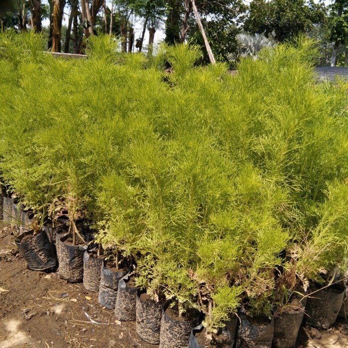 Bibit tanaman Herbal pohon Adas pulo sari/Daun Adas Pulowaras