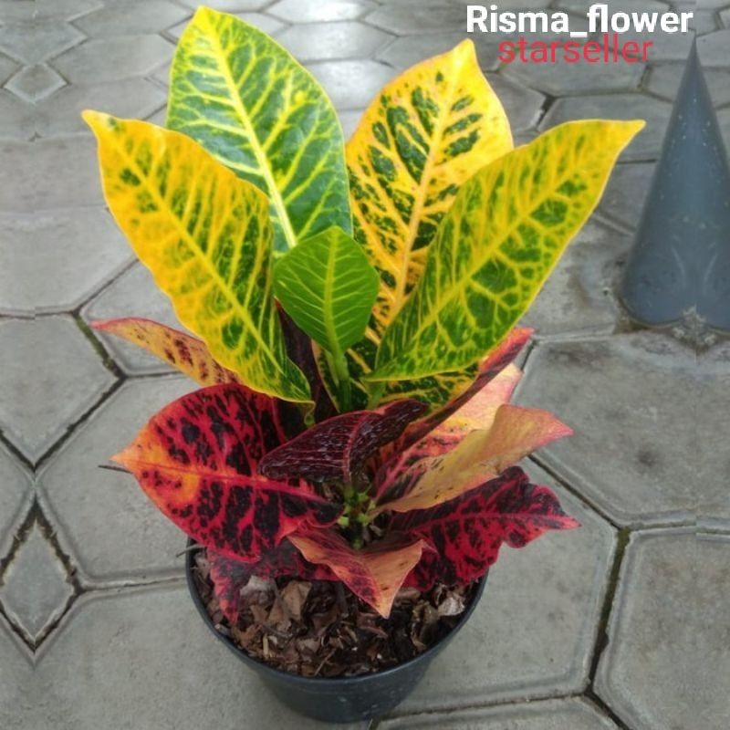 POHON PURING WORTEN / TANAMAN HIAS PURING WORTEN