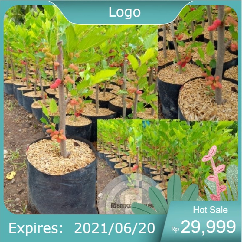 Tanaman pohon buah murbei sudah berbuah ( pohon murbei sudah berbuah ) - mullbery sudah berbuah