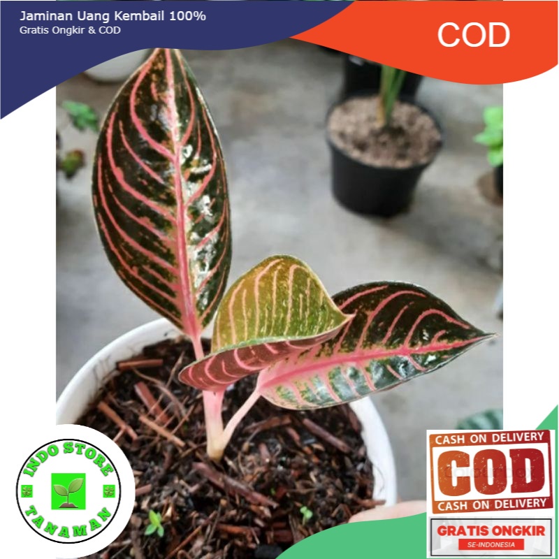 bibit anakan bunga aglonema anakan red sumatra ( Bisa COD ) (BISA COD)