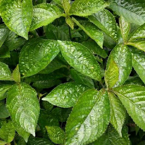 

Daun keji beling / pecah beling segar organik - 500 gram