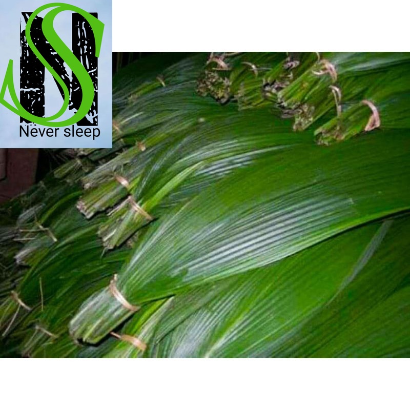 

Daun Congkok fresh Bungkus Bakcang Bungkus Nasi Lemang Nasi Jaha (paket 10 lembar)
