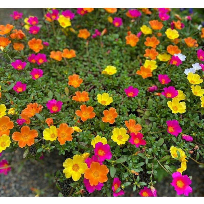 tanaman hias bunga Mossrose krokot portulaca portulaka gelang tanaman vegetasi lebah madu klanceng t
