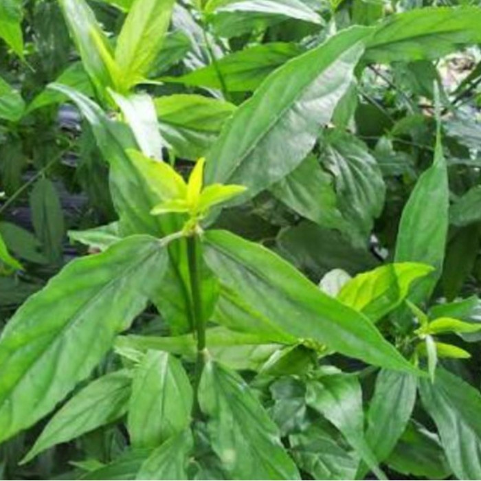 

BISA COD Daun Belalai Gajah Segar 500 gram
