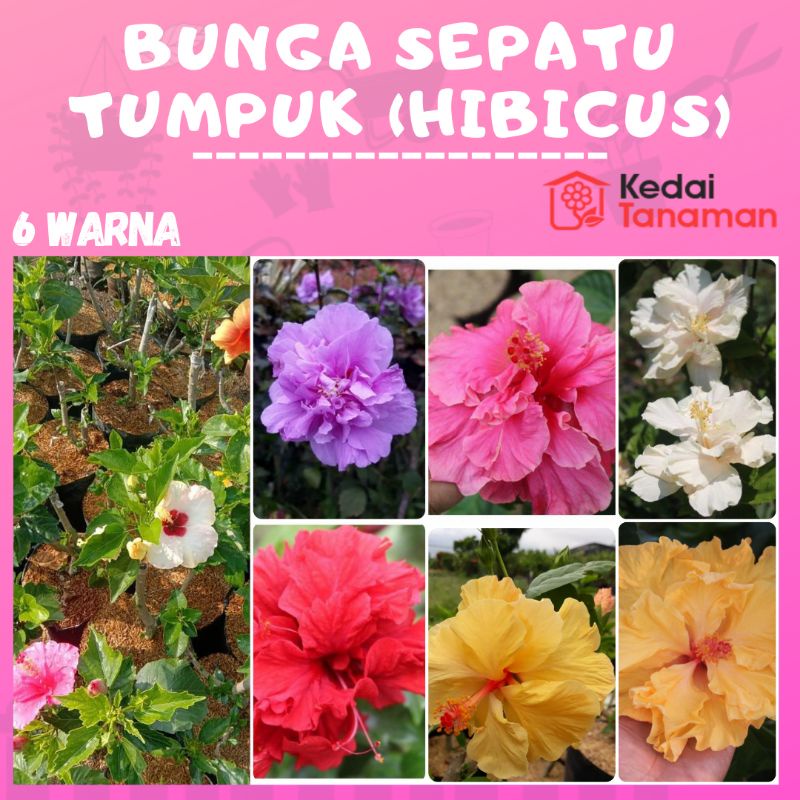 Tanaman Hias Bunga Sepatu Tumpuk - Bunga Sepatu Hibicus Tumpuk
