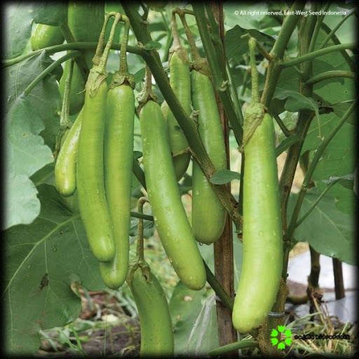 5 Butir Benih Terong Hijau Hitavi Repacking (Panah Merah)