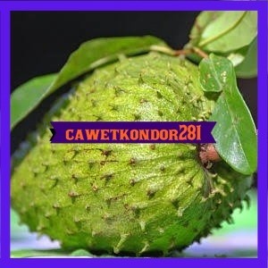 Bibit sirsak madu jumbo super manis