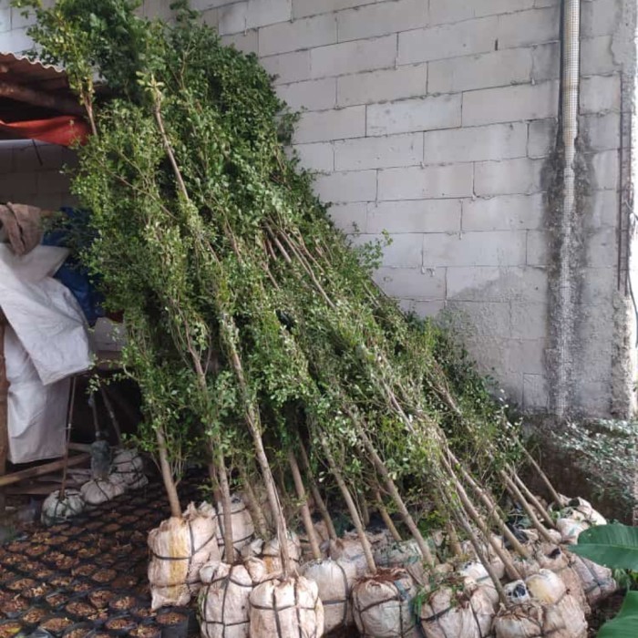 Tanaman hias Ketapang kencana 2,5 meter .....