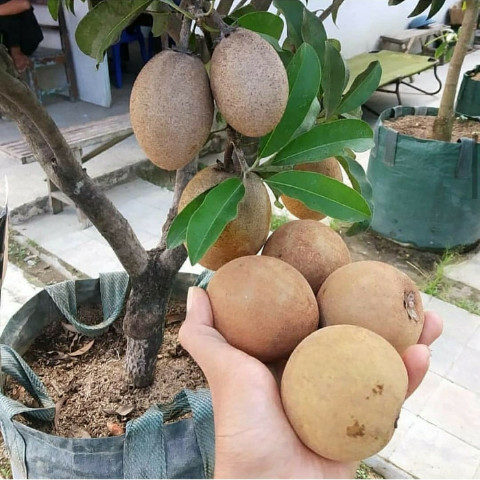 Bibit Tanaman Sawo Jumbo Australia , Bibit Sawo Import Jumbo