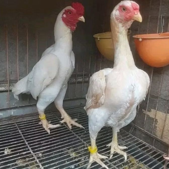 

telur ayam cos shamo bisa untuk di tetaskan