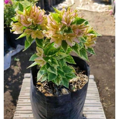 Murah Bibit Bugenvil Orian Singapur Variagata Kuning / Bougenville Singapore Varigata Kuning Orian S