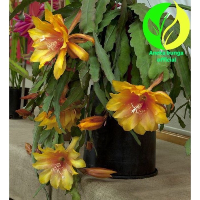 Promo BUNGA WIJAYA KUSUMA YELLOW GOLD / TANAMAN HIAS POHON WIJAYA KUSUMA BUNGA BESAR