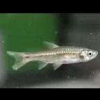 wader pari 6 ekor(bergaransi)