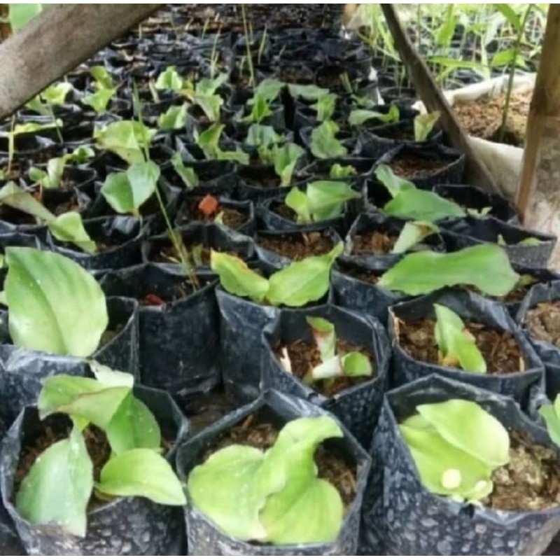 BIBIT KENCUR BIBIT KENCUR MASAK SIAP TANAM