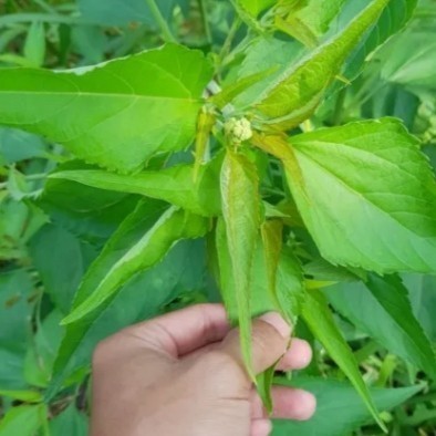 

daun Kirinyuh segar daun Kaposanda 1kg bersih