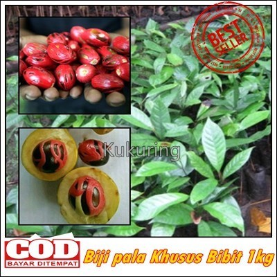 Promo BIJI BENIH BIBIT BUAH PALA 1KG SIAP TANAM