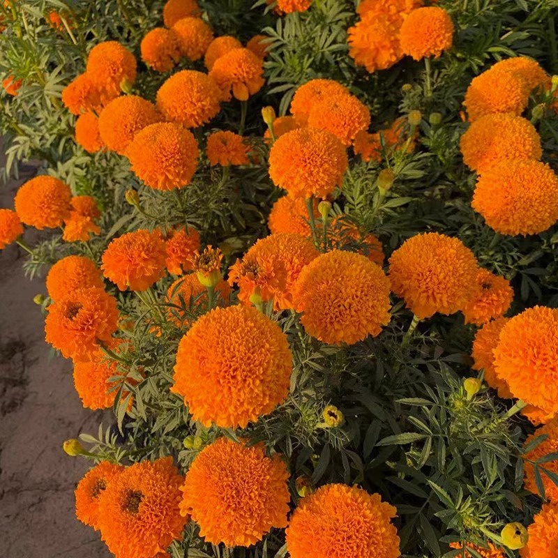 Bibit/Benih Bunga Marigold dan Day Grass/Zinnia/Bunga Kertas Tanaman Hias Mudah Tumbuh per 5gr