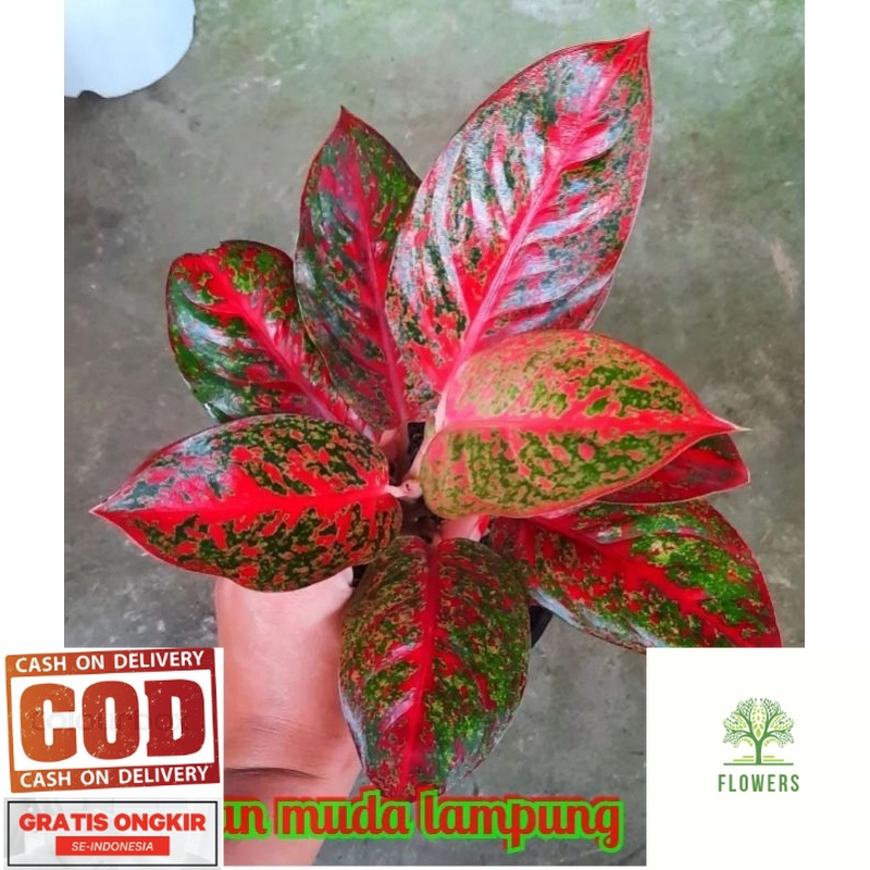 AGLONEMA RED STARDUST JUMBO (COD)