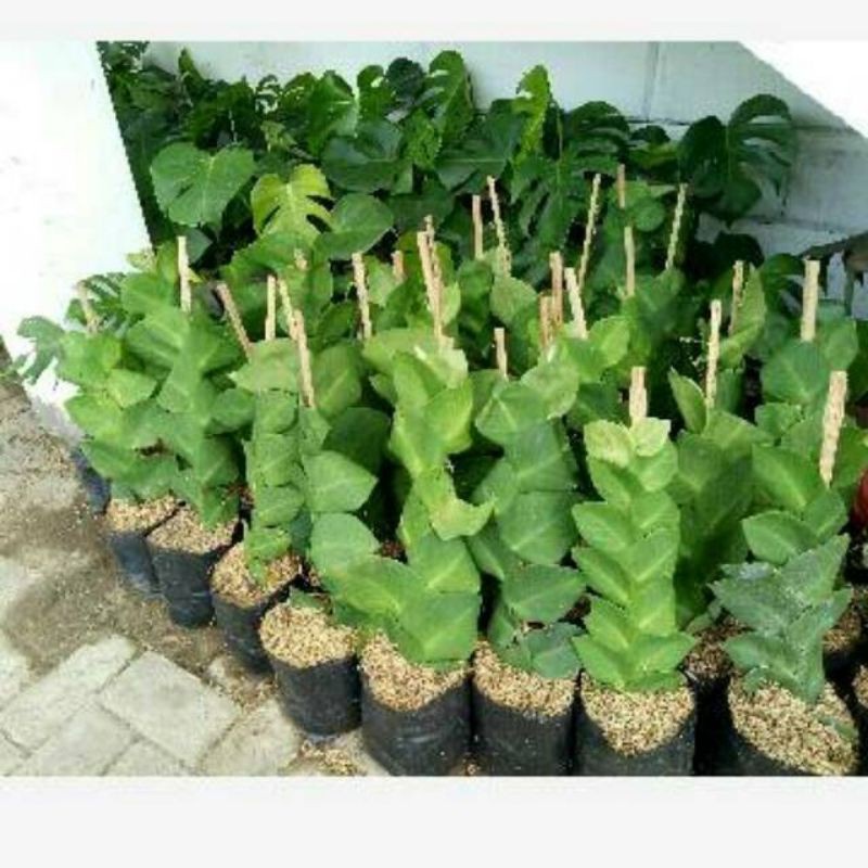 tanaman dolar rambat daun lebar  (Ficus pumila)  planstara