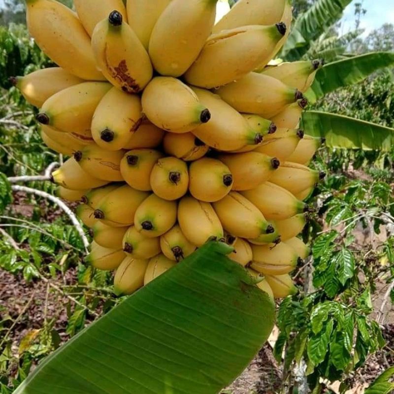 Bibit Pisang emas bibit pisang emas berupa bonggol anakan BIBIT PISANG BONGGOL PISANG