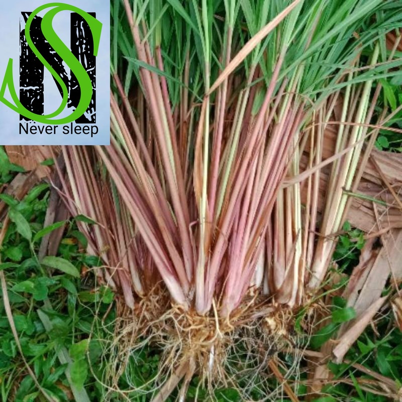 Bibit Sereh Merah Sereh Hijau Bibit Tanaman Sereh wangi