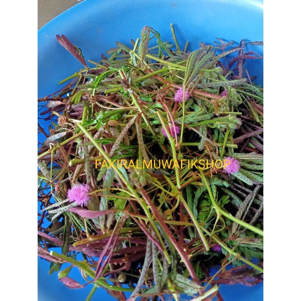 

BATANG DAN DAUN PUTRI MALU OBAT HERBAL 250 GRAM