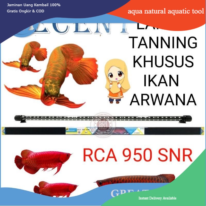 LAMPU TANNING AQUARIUM IKAN ARWANA RCA 950 SNR RECENT
