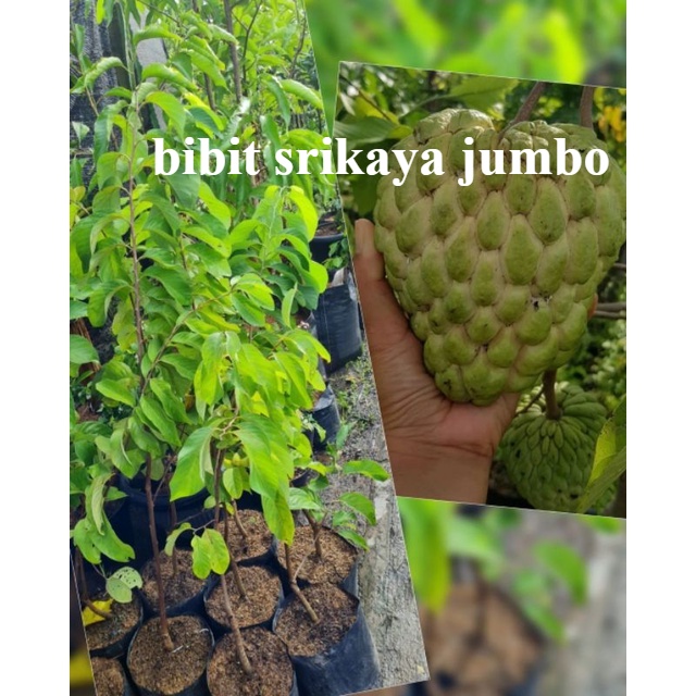 Bibit Srikaya Jumbo Hasil Okulasi Siap Berbuah