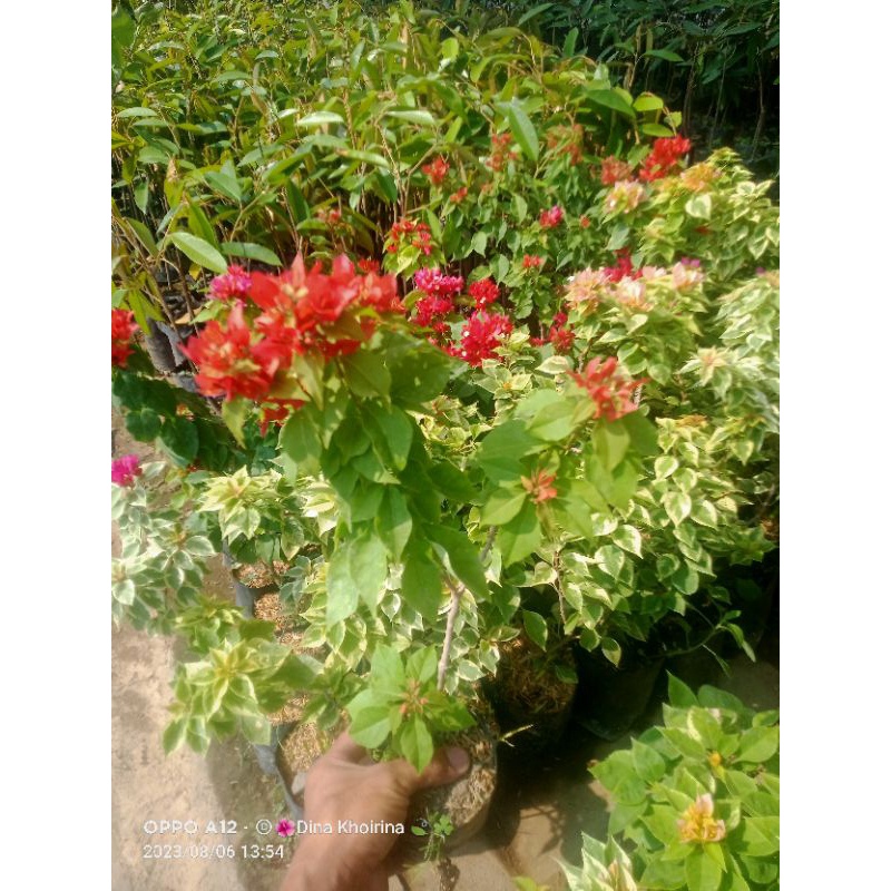 Bougenville ekor musang merah ori