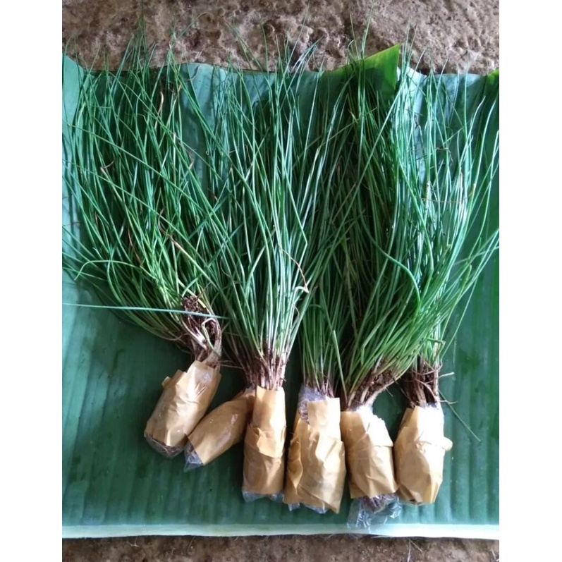 Bibit kucai segar /bibit sayur kucai siap tanam