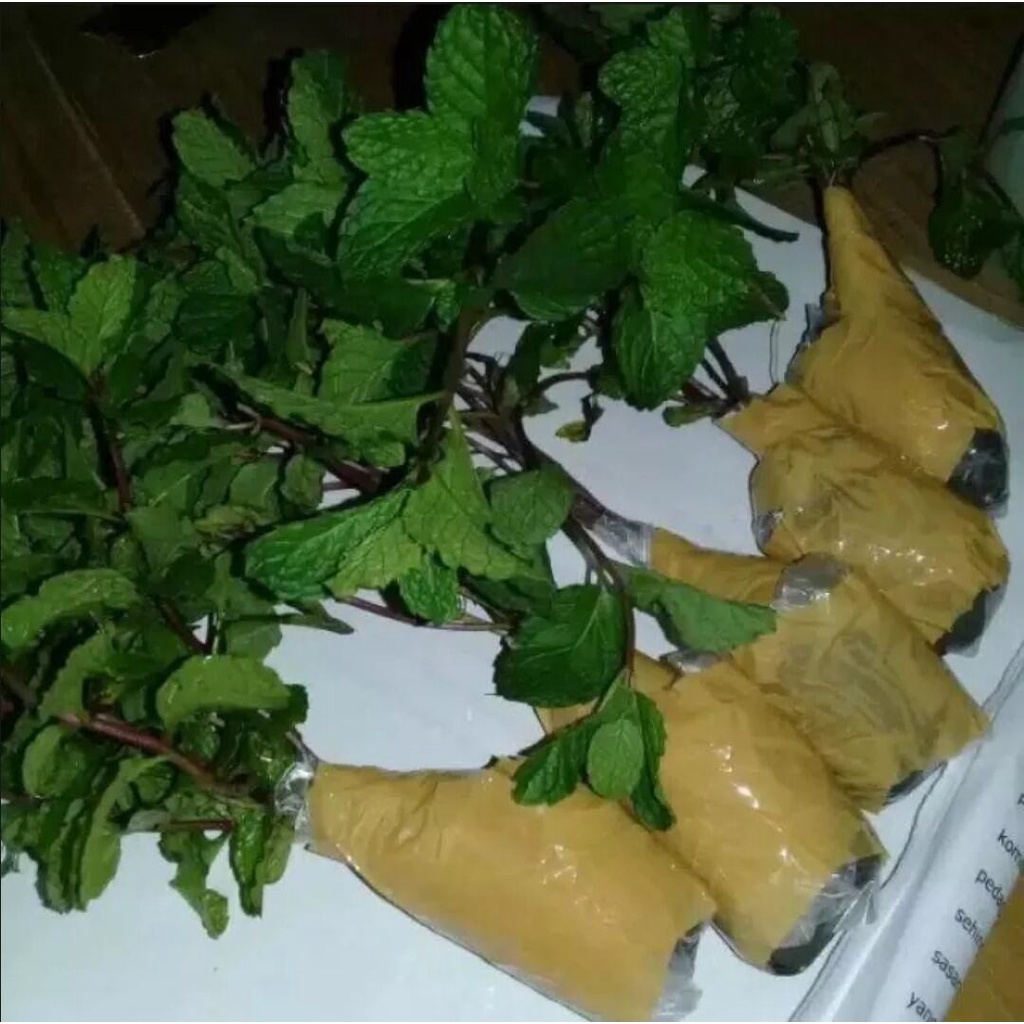 BIBIT tanaman mint siap tanam isi 10 bibit /bibit daun mint paper mint