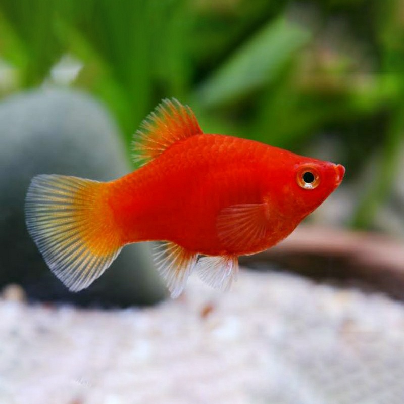 Platy Merah / Platy Coral / Red Coral / Ikan Hias Aquascape