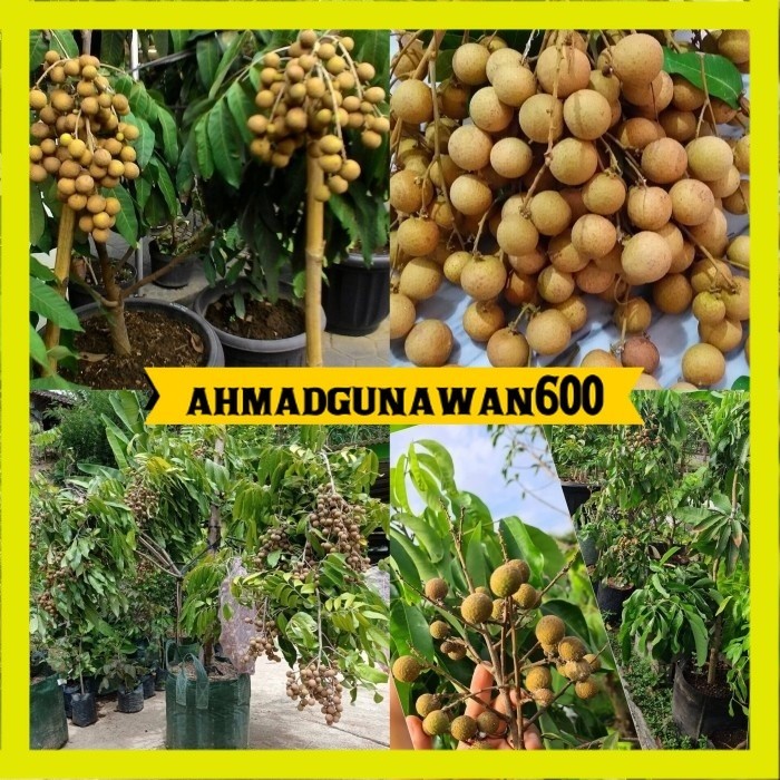 bibit kelengkeng itoh super