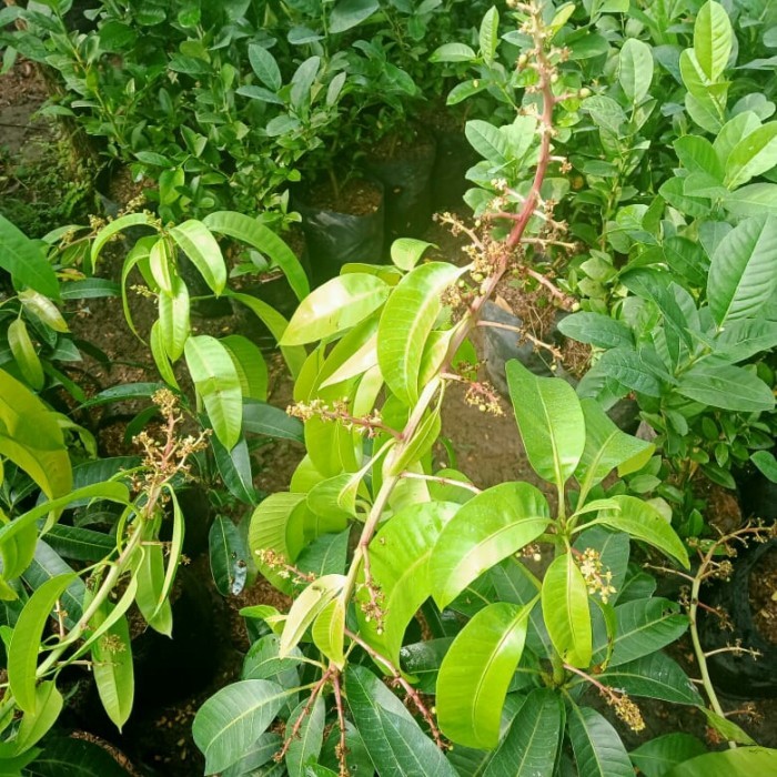 TANAMAN BUAH MANGGA SUDAH BERBUNGA JENIS KIOJAY,CHOKANAN,HARUM MANIS