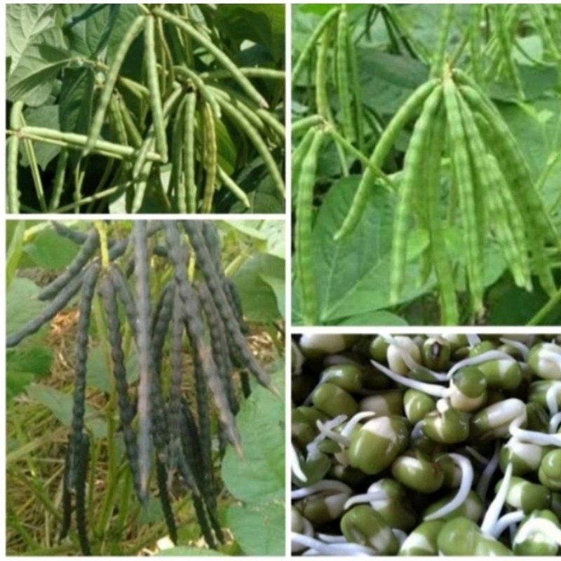 1KG BENIH KACANG HIJAU SUPER JL