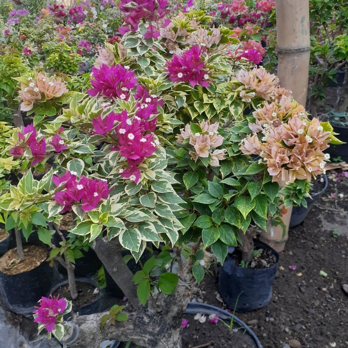 TANAMAN HIAS BOUGENVILLE SINGAPORE FULL BUNGA BATANG BESAR CANTIK