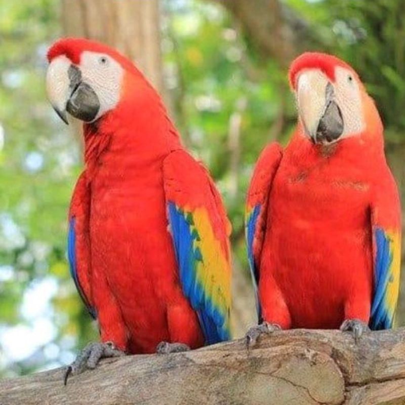 

telur fertil burung Kaka tua Starlet 100%original