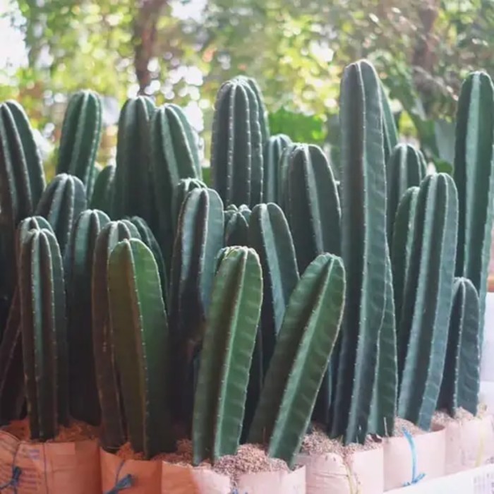 

BEST SELLER Kaktus Koboi Tanpa Duri Tanaman Hias Murah