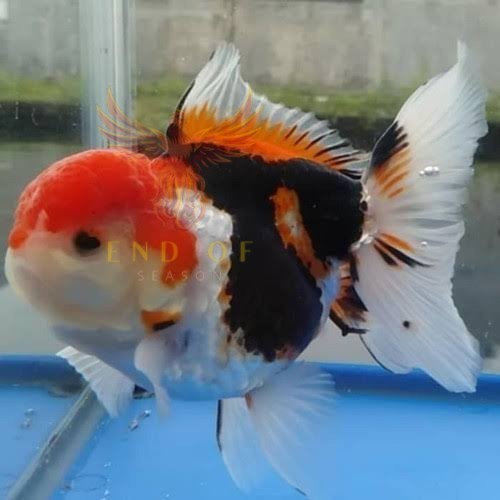 Kebutuhan aquarium ikan mas koki oranda tricolor